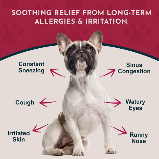 Animal Essentials Seasonal Allergy Powder for Dogs & Cats 2.5-oz - Dog Supplements & Vitamins 2