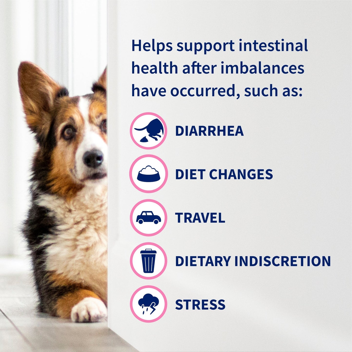 Nutramax Proviable-DC Digestive Health Supplement - Probiotics for Dogs & Cats - Dog Supplements & Vitamins 7