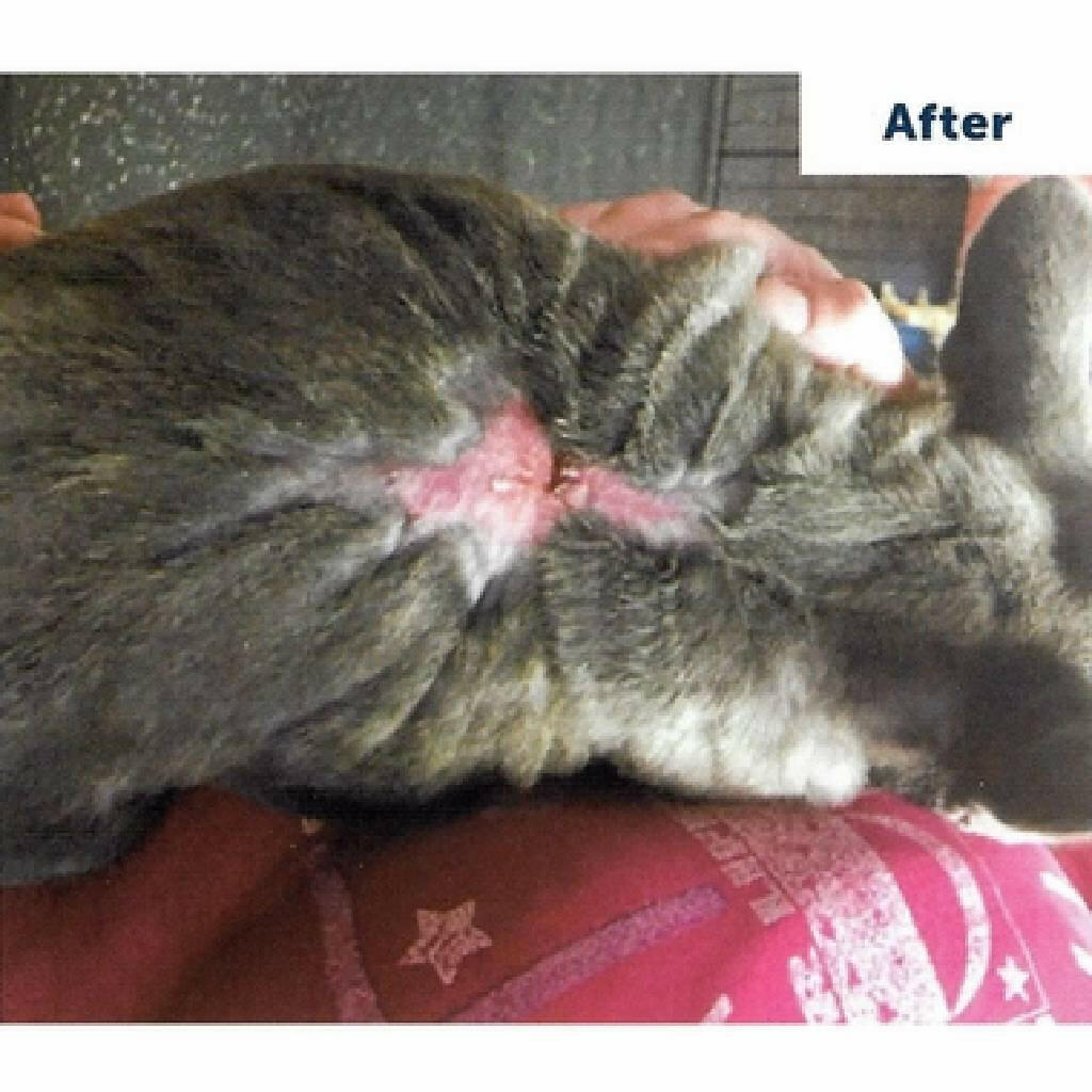 after using vetericyn plus antimicrobial hydrogel